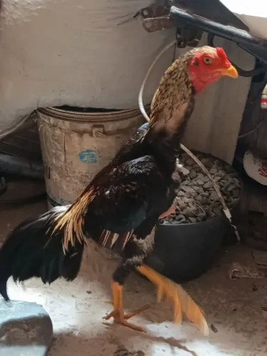 Vende