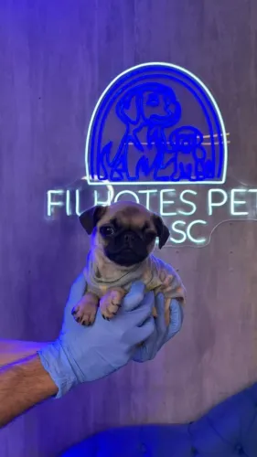 Pug maravilhoso, também temos fêmeas