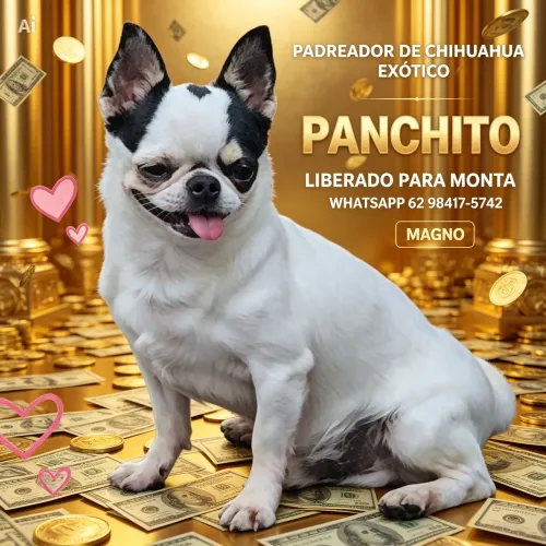 CHIHUAHUA FILHOTES E MONTA