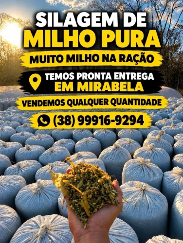 Silagem milho pura