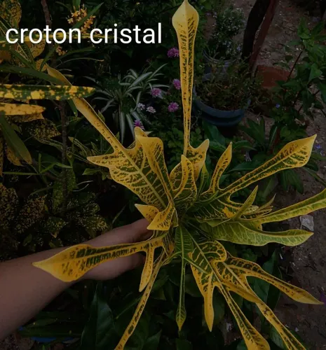 Jardim plantas Croton cristal 