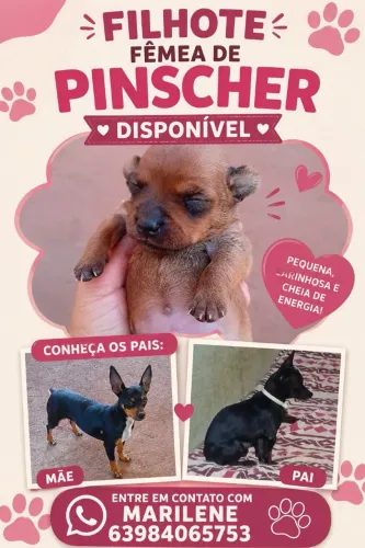 Vendes uma pinches fêmea zap *