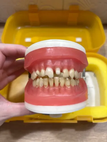 Manequim PRONEW dentistica