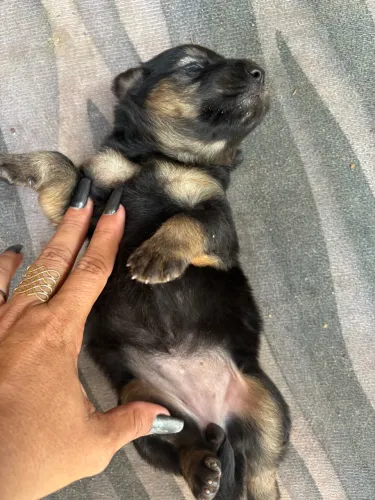 Vendo filhote de chow chow fêmea 23 dias de nascida
