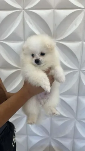 Spitz alemão lulu da pomerania
