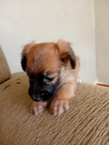 Filhote de cachorro
