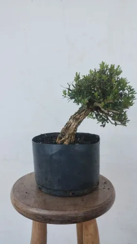 Bonsai de Buxus Harlandi - estilo tronco inclinado