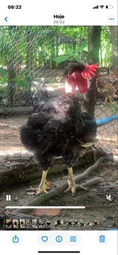 frango gsb polaco 
