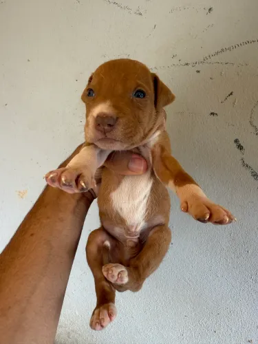 Filhote de pitbull