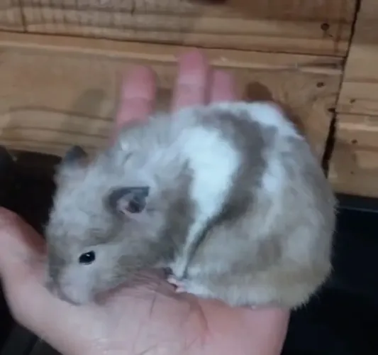Hamster 