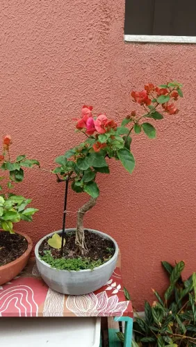 Bonsai Bougainville Rosa FLORECENDO - 4 anos