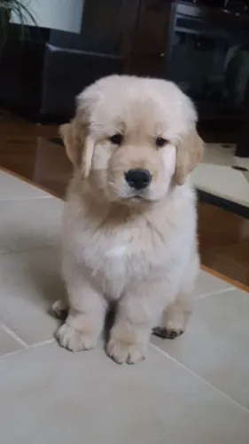 Filhotes golden retriever linhagem selecionada e temperamento super dócil