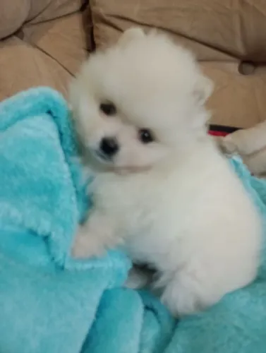 Spitz alemão anão, macho, ursinho Baby Face, com pedigree, entregamos.