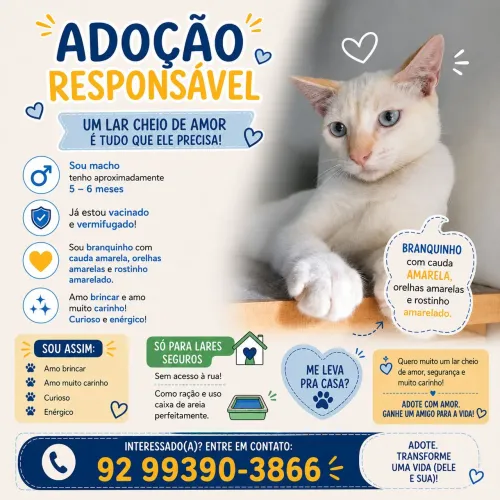 Adoção Responsável Gato macho filhote 