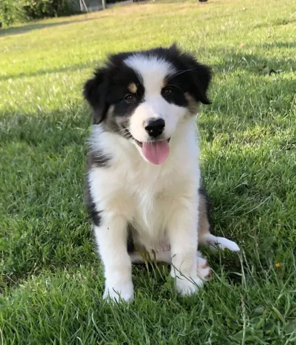 Border collie leal e ativo 
