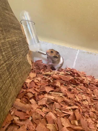 Filhotes de hamster 