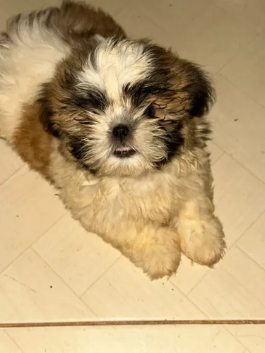 Shih tzu Fêmea