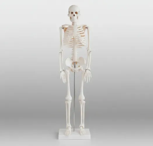 Esqueleto articulado, para estudo