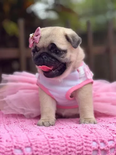 Filhote de Pug fêmea