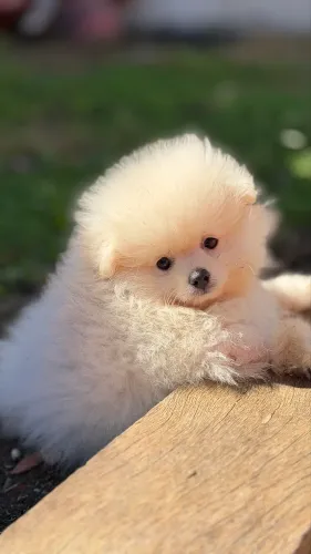 Lulu da pomerania o verdadeiro ursinho ! Parcelo em 10 sem juros