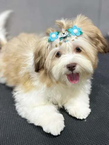 Filhote shitzu (femea) 5 meses