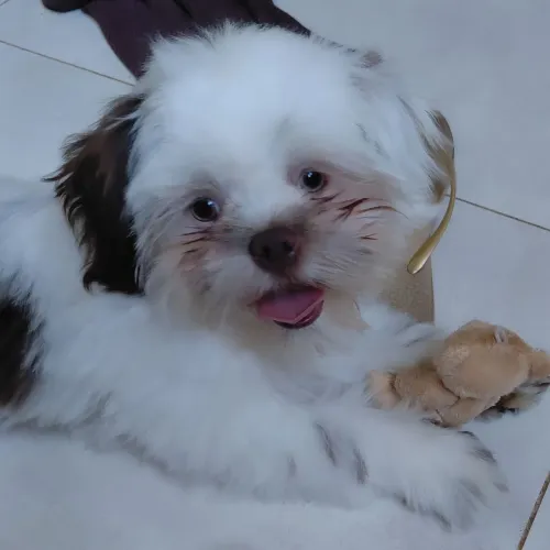Cachorro shitzu filhote 