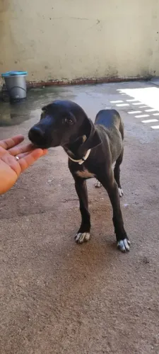 Cachorrinha SDR castrada Dócil