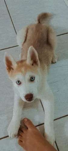 Linda fêmea Rusk siberiano