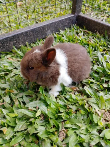 mini coelhos disponível 
