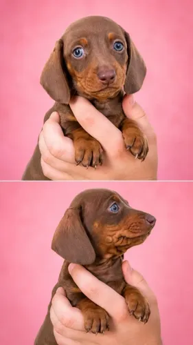 Conheça um adorável dachshund disponível hoje