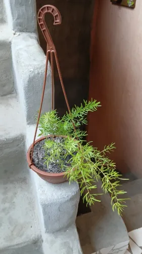 Planta alfinete 