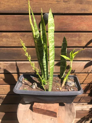 Plantas
