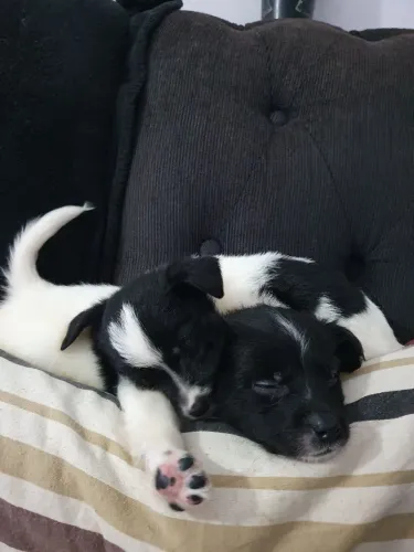 Shitzu com chihuahua pelo longo