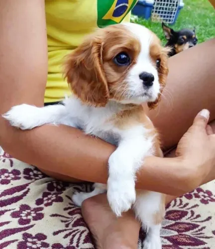Cavalier King de Procedência com Garantia Veterinária