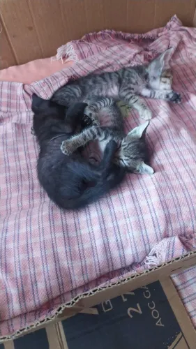 doações de gatinhos