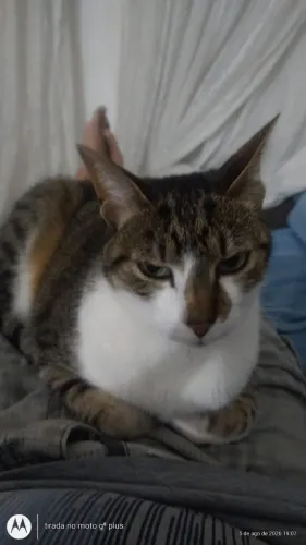 Gatinhos para doação "Motivos de sáude"