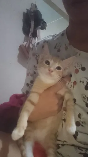 Doação gata femia 