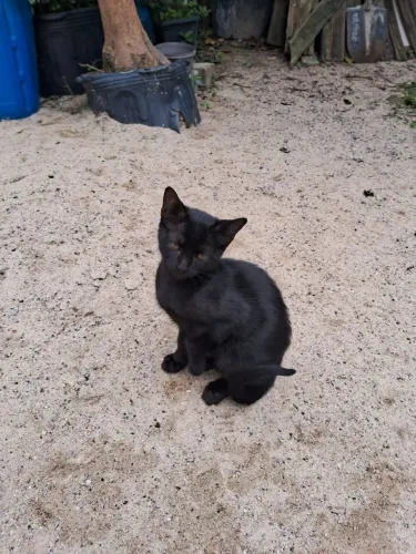Gatinho pra doação