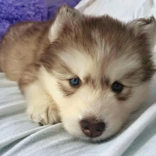 Husky Siberiano - Os Melhores Sentimentos Tem Pelos