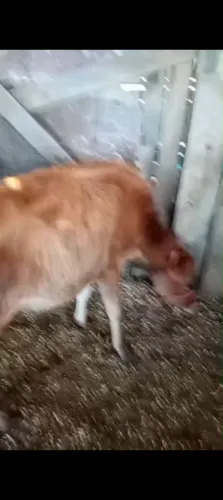 Tenho para negócio uma terneira 