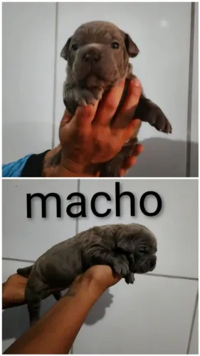 American Bully 