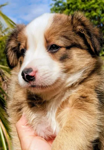 BORDER COLLIE FÊMEA E MACHO PUROS!