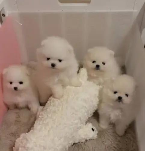 Doação de filhotes de Lulu da pomerania