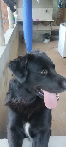 Cachorro doação