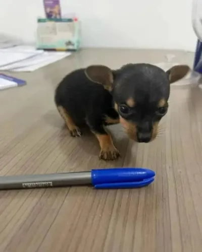 Pinscher - transparência, procedência e segurança na compra do seu filhote.