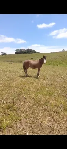 Vendo cavalo crioulo