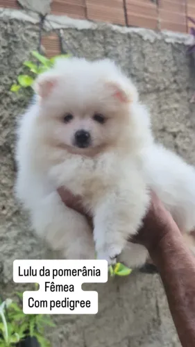 Lulu da pomerânia anão baby face com pedigree 