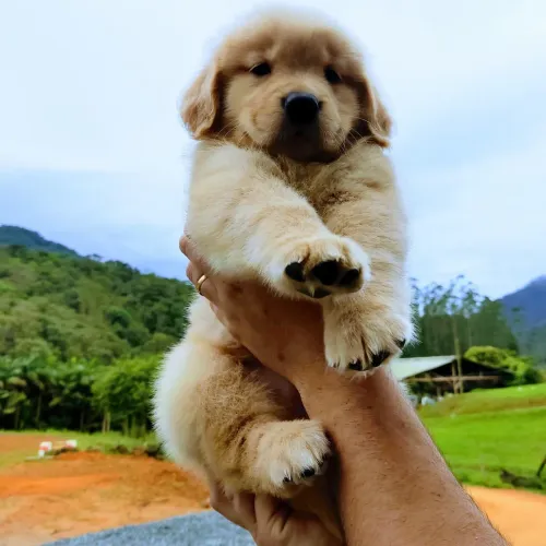GOLDEN RETRIEVER COM DOCUMENTAÇÃO DE PUREZA 