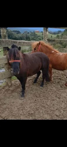 Vendo cobertura de um.belicimo exemplar de mini ponei pra conhecedores