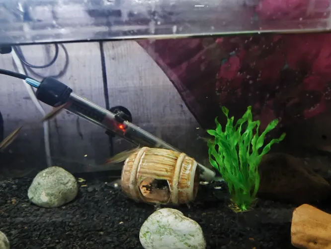 Aquário 50 cm